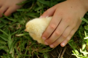 img_8581 img_8581