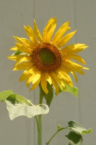 img_8604 img_8604