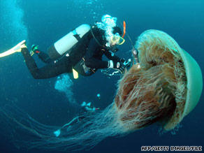 art.jellyfish.file.afp.gi art.jellyfish.file.afp.gi